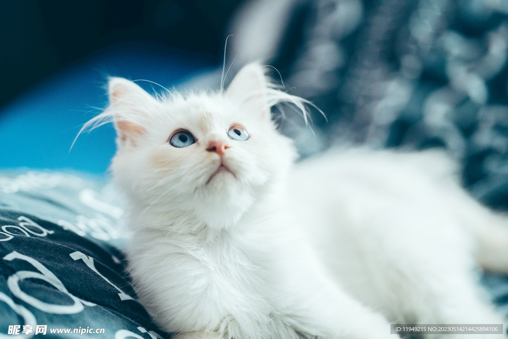 猫 
