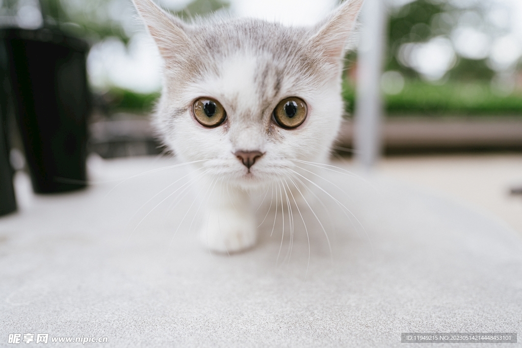 猫 