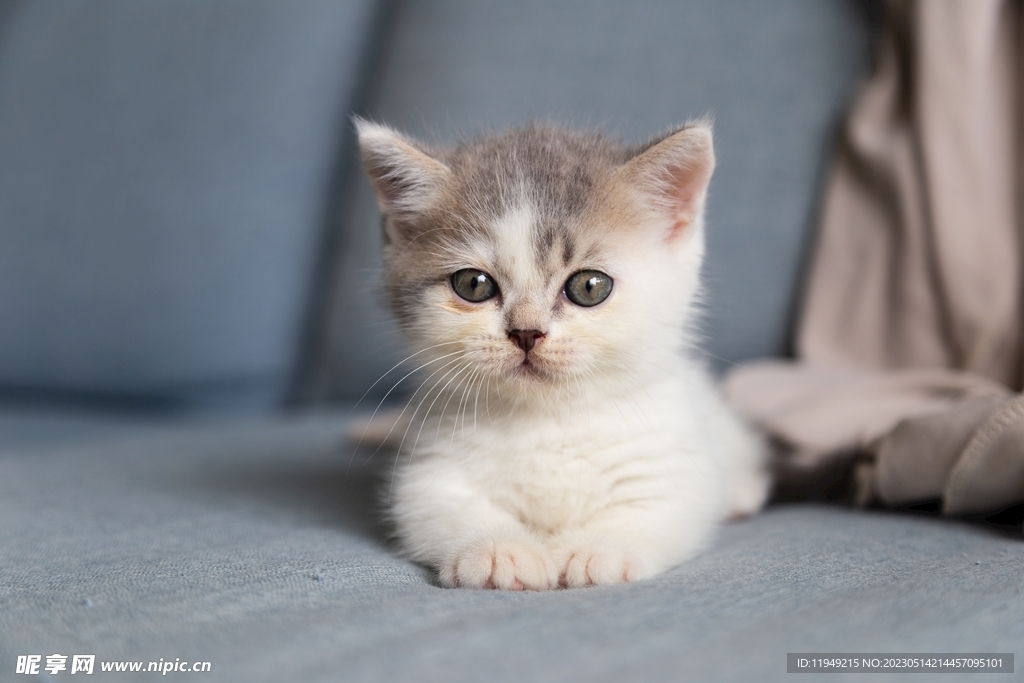 猫 摄影图__家禽家畜_生物世界_摄影图库_昵图网nipic.com