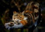 猫 