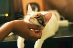 猫 