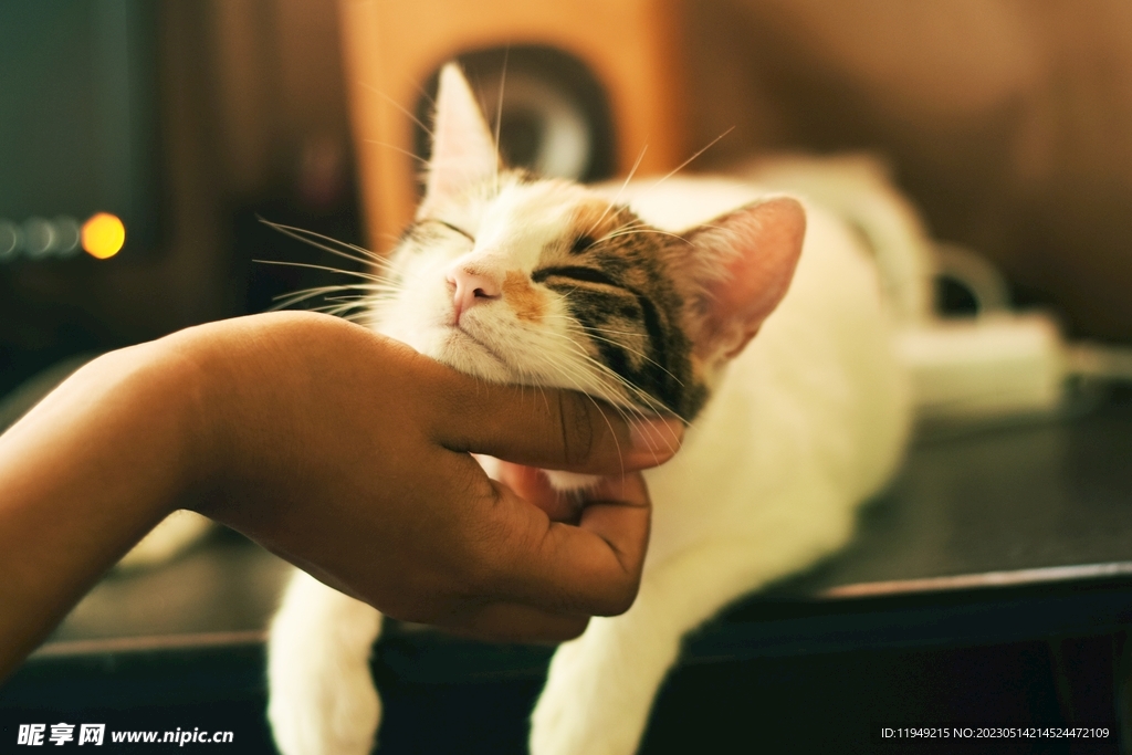 猫 