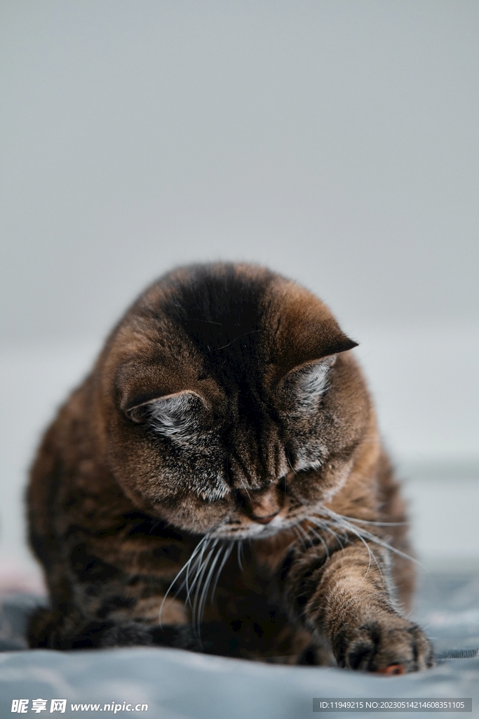 猫 