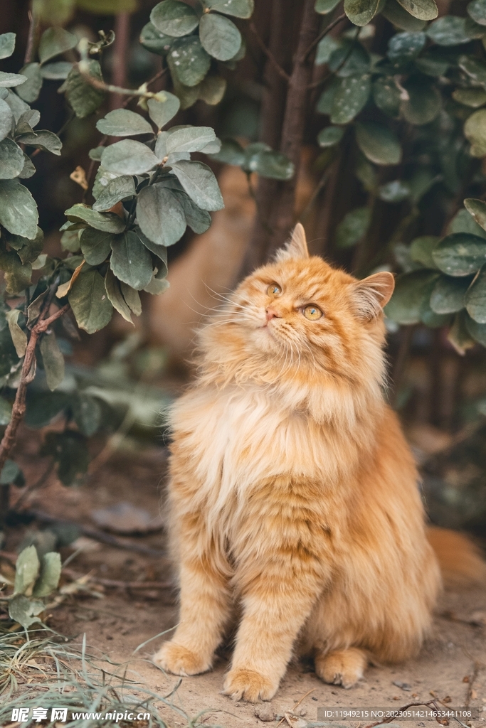 猫