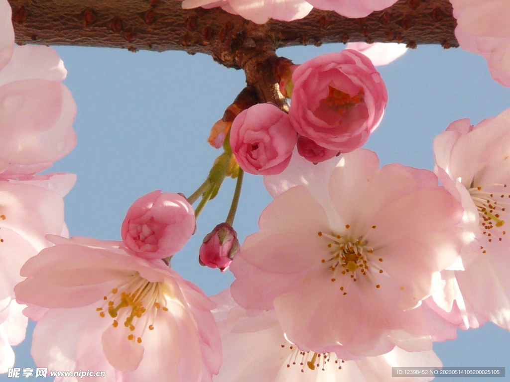 樱花