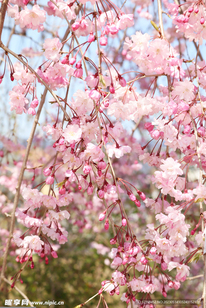 樱花