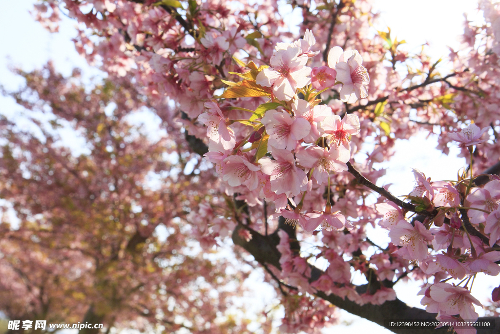 樱花