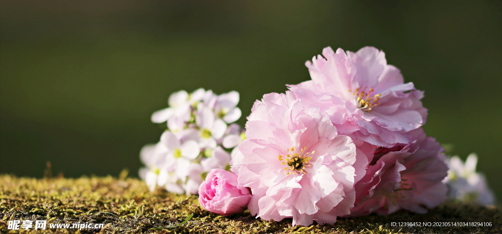 樱花