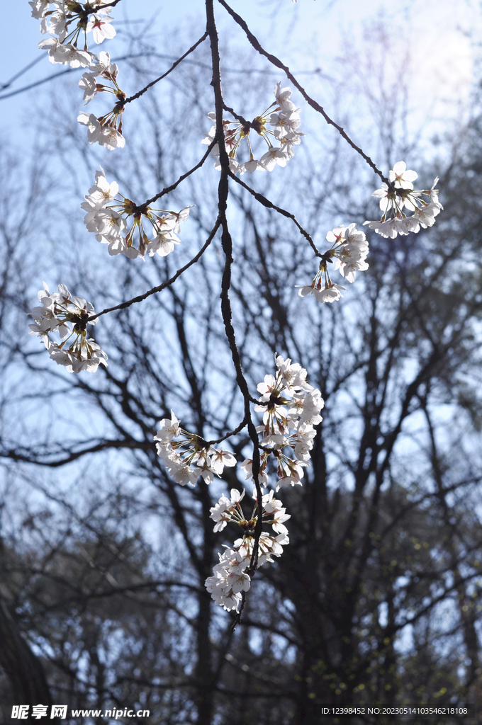 樱花