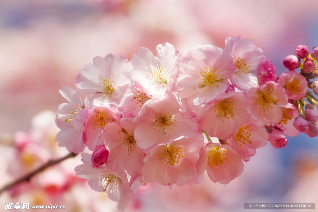 粉色樱花