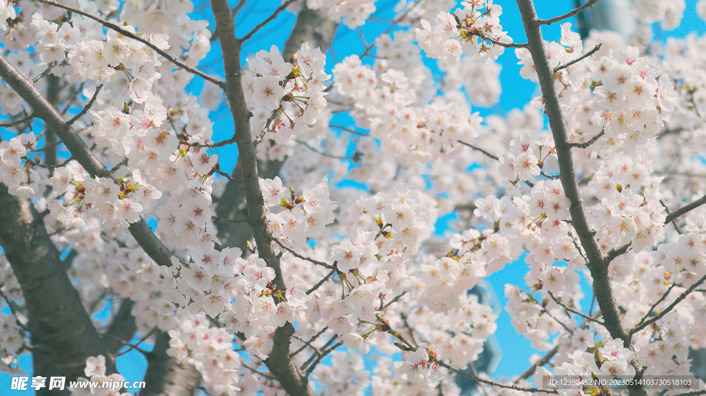 美丽樱花