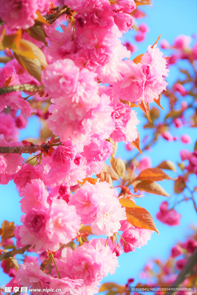 美丽樱花