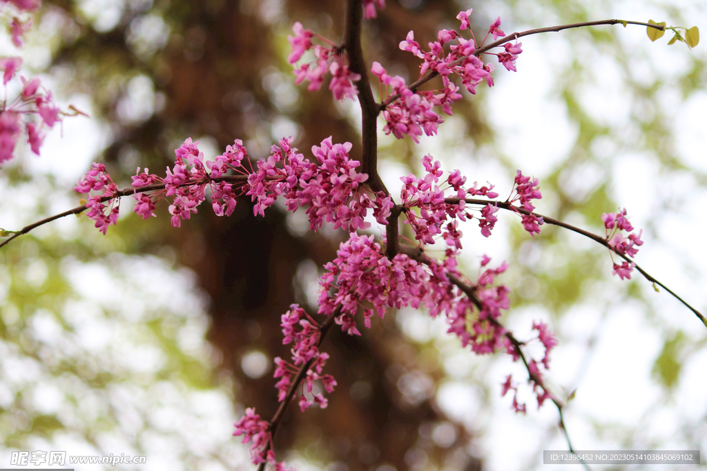 美丽樱花