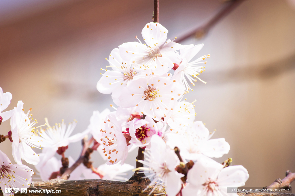 美丽樱花
