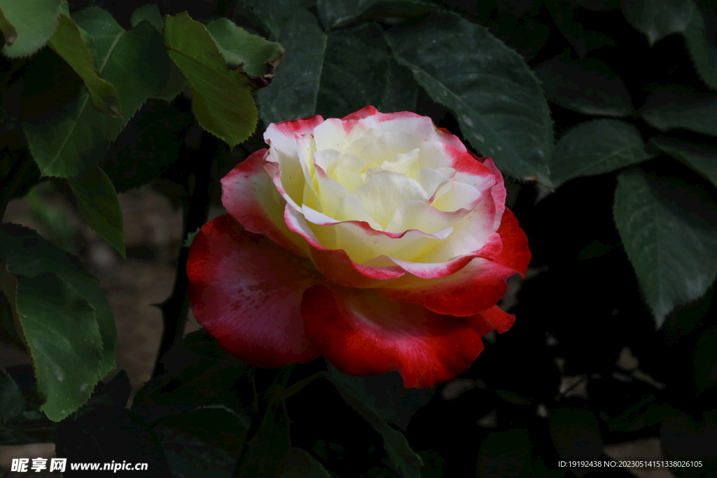 月季花