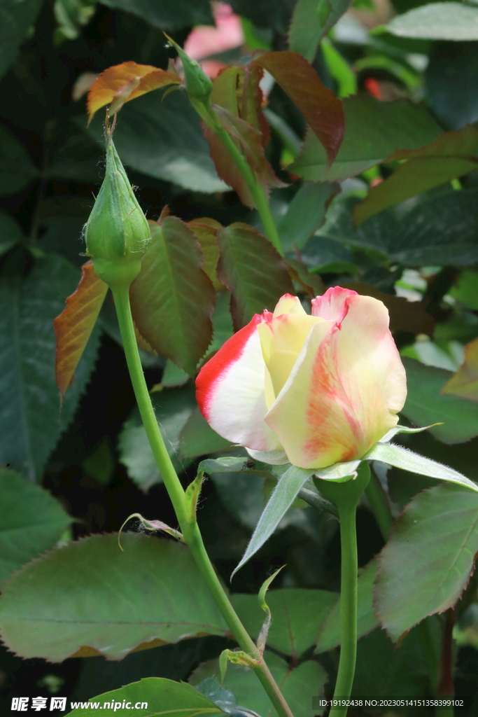 月季花 