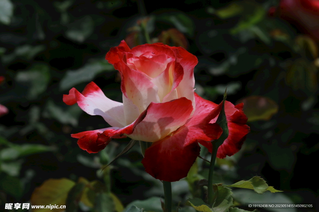 月季花 