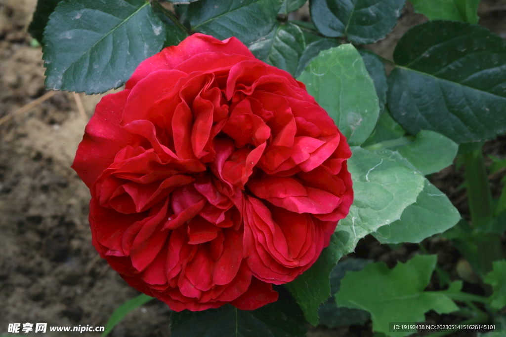 月季花 