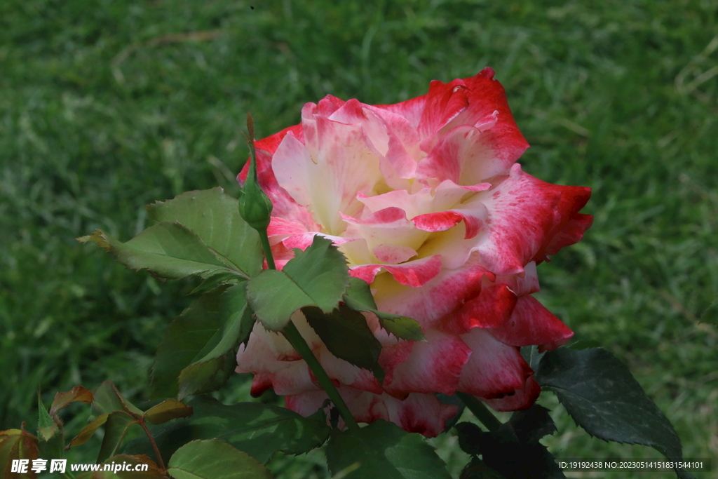 月季花