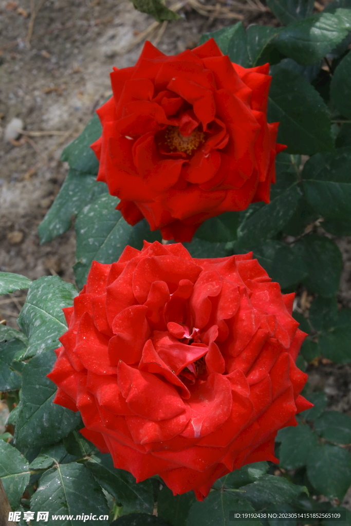 月季花 