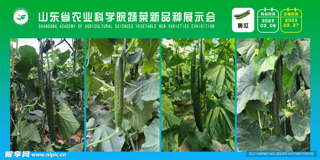 蔬菜展示会