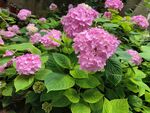 粉色绣球花