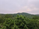 森林大山
