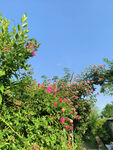 夏日蓝天花卉