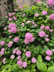 粉色绣球花