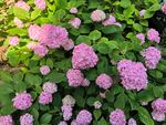 粉色绣球花