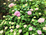 粉色绣球花