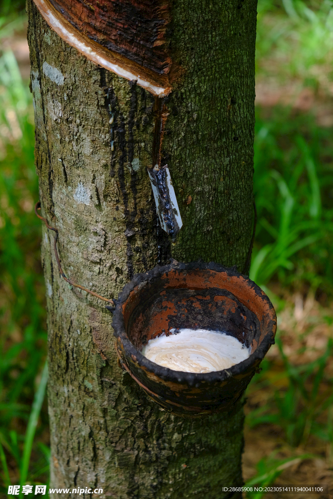 橡胶树