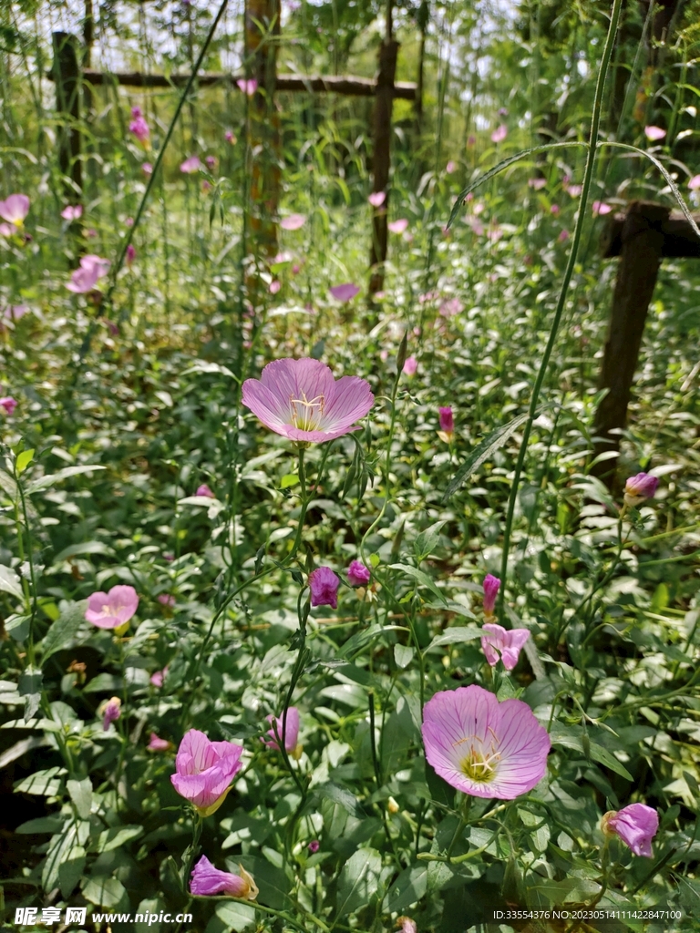 鲜花