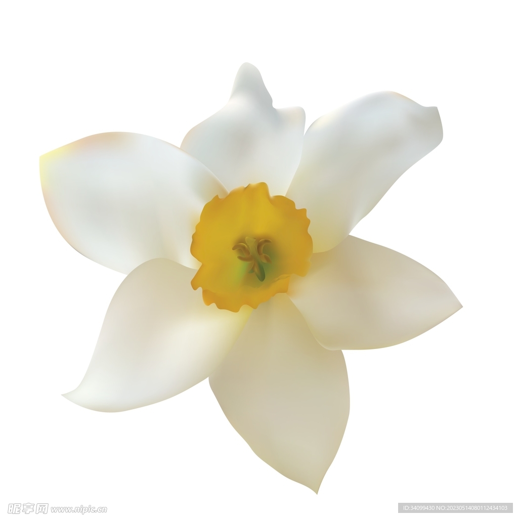 水仙花