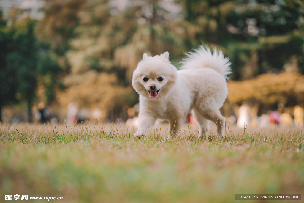 小型德国狐狸犬