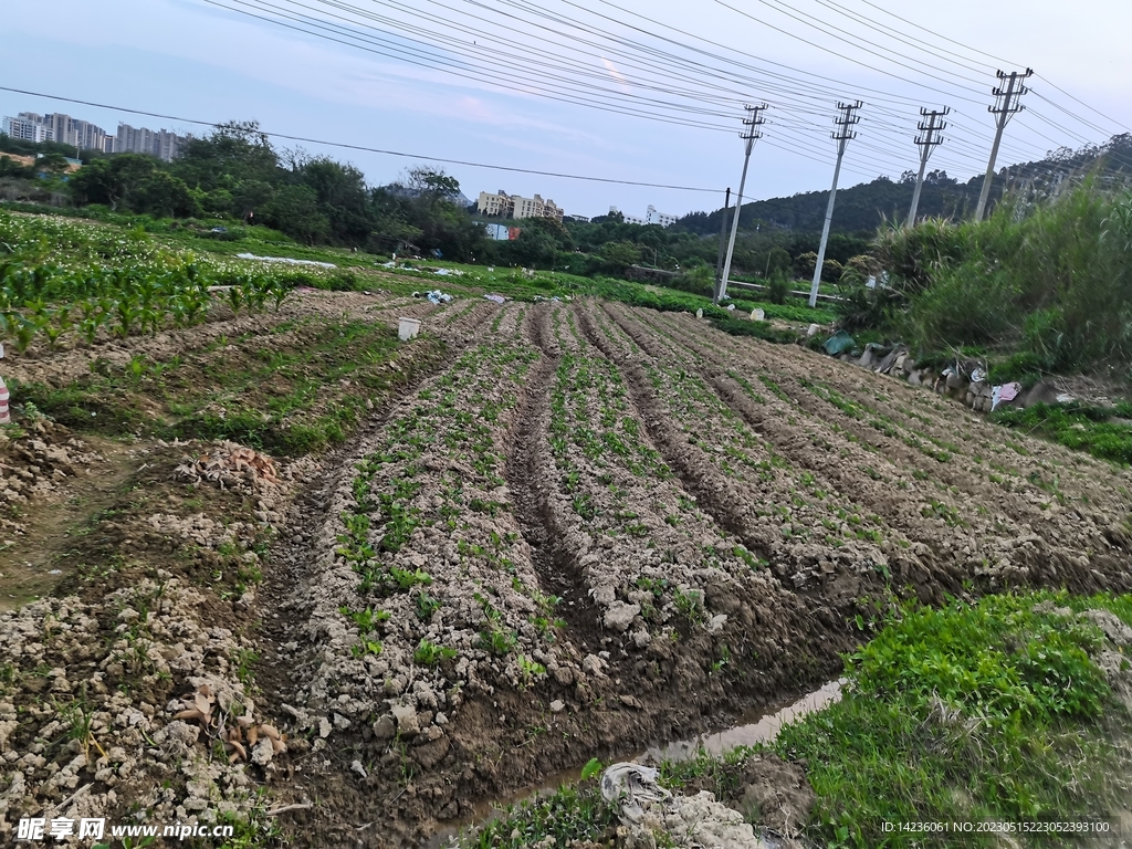 田地