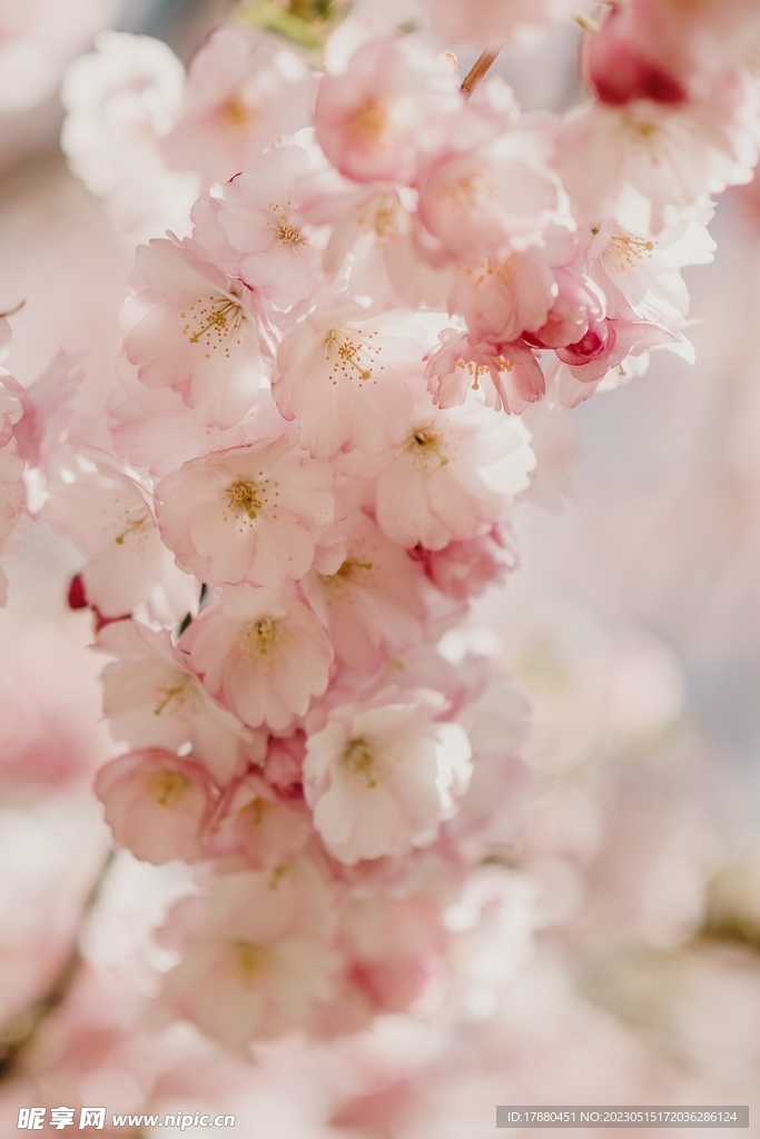 樱花