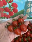 小番茄  