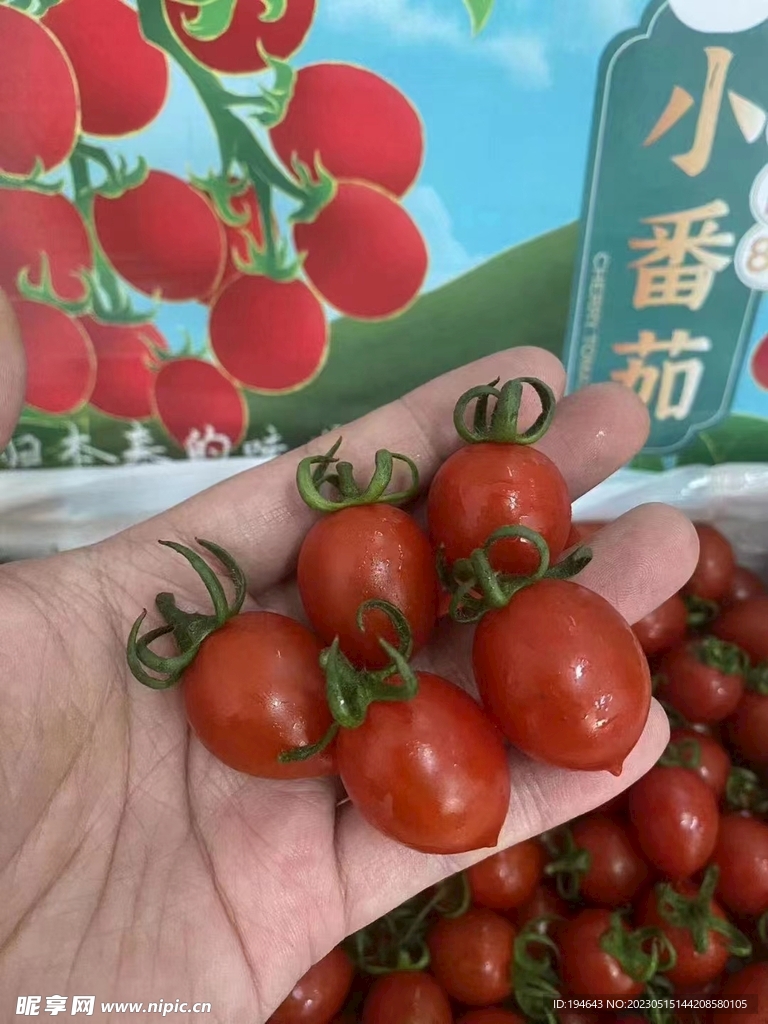 小番茄  