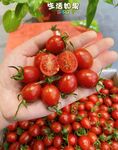 小番茄  
