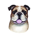 宠物狗 斗牛犬