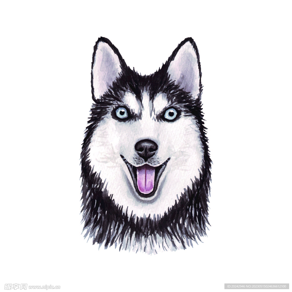 宠物狗  西伯利亚雪橇犬