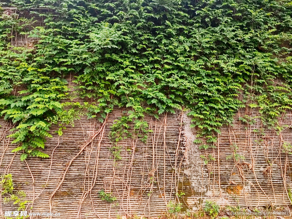 凌霄花