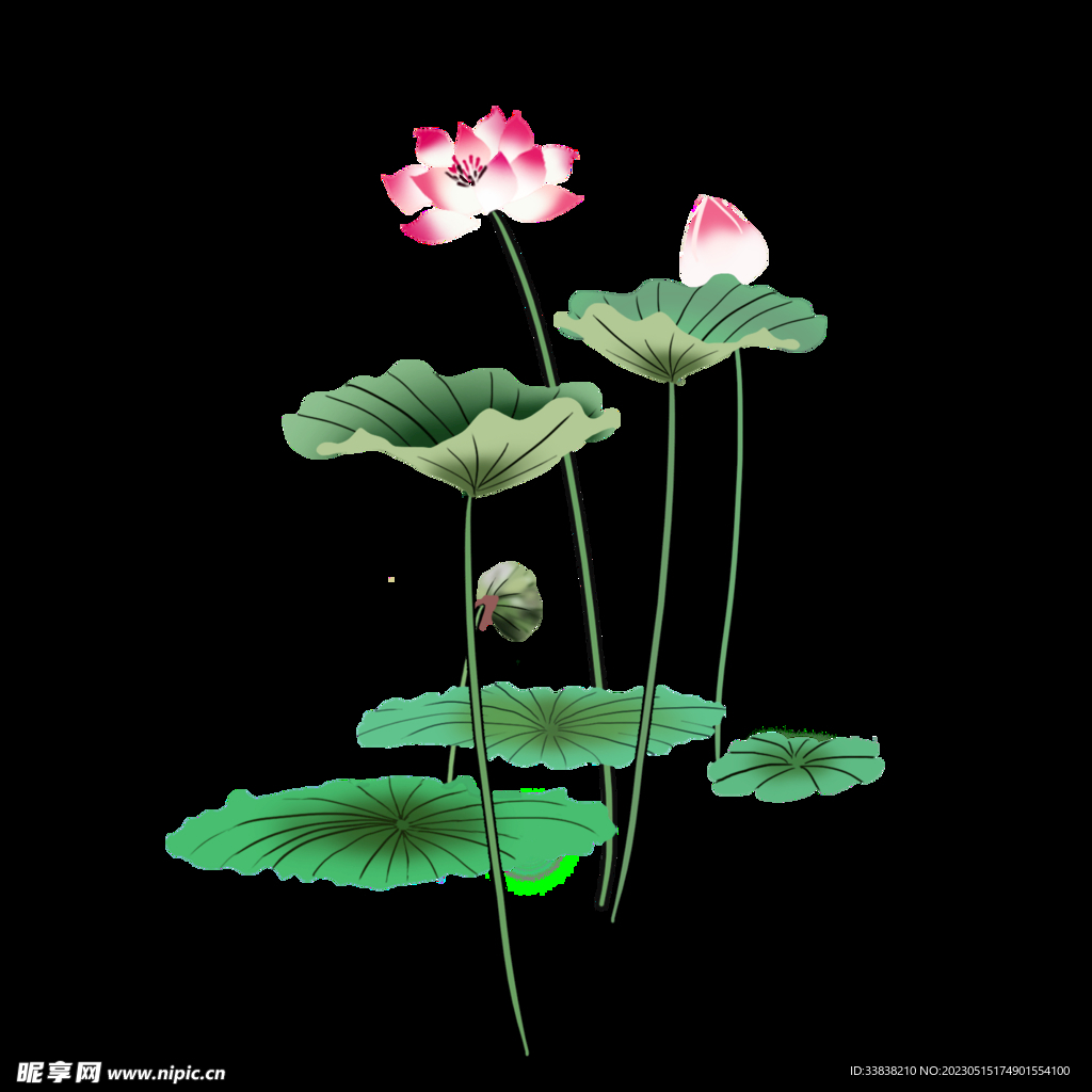 荷花