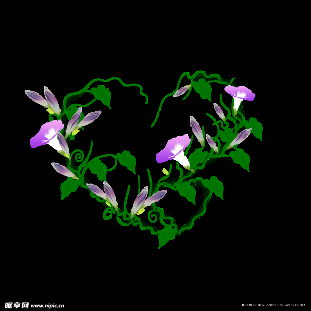 牵牛花