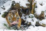 老虎图片