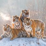 老虎图片