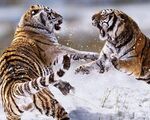 老虎图片