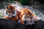 老虎图片