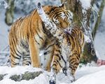 老虎图片